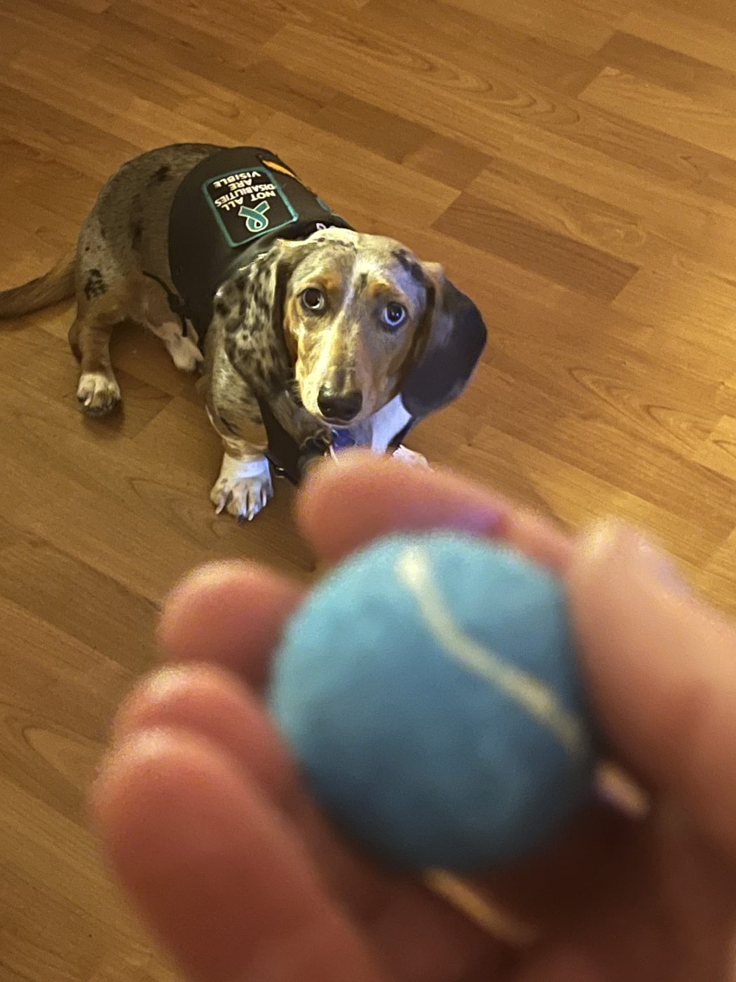 Frankie, a dapple dachshund in a service vest, looking at a tennis ball held up to the camera