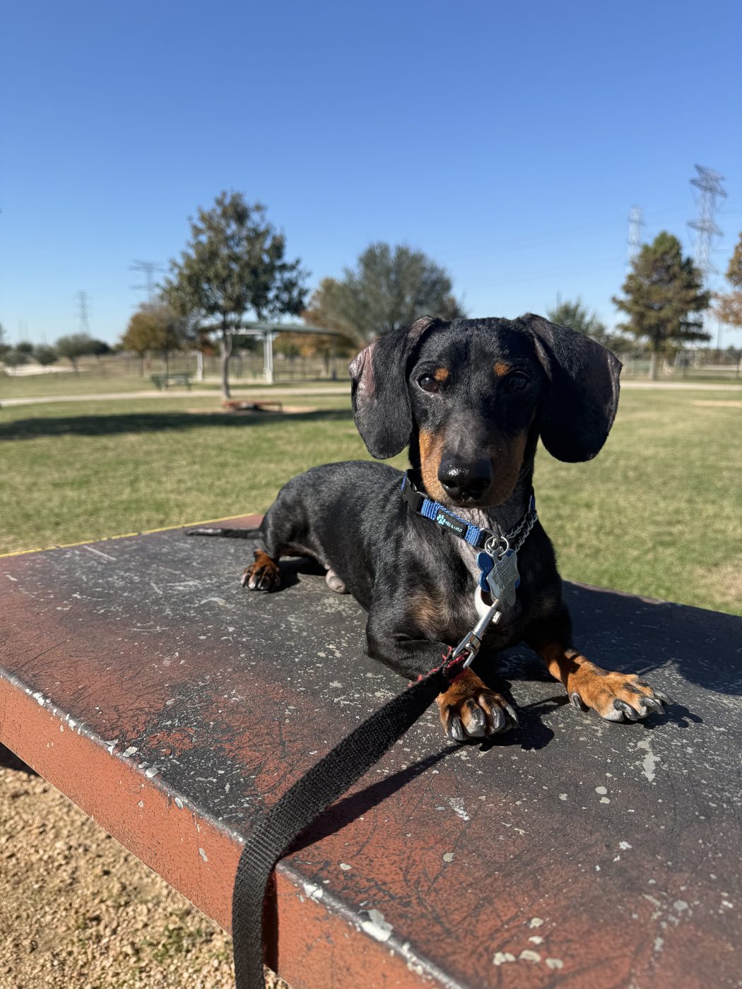 Stevie, a black and tan dachshund, resting on a park bench on a leash