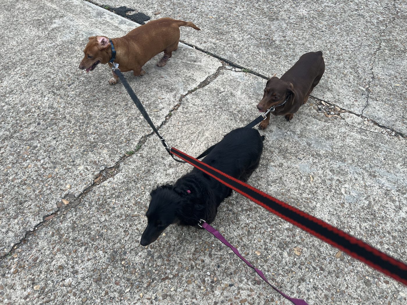 Three dachshunds on leashes during a group walk